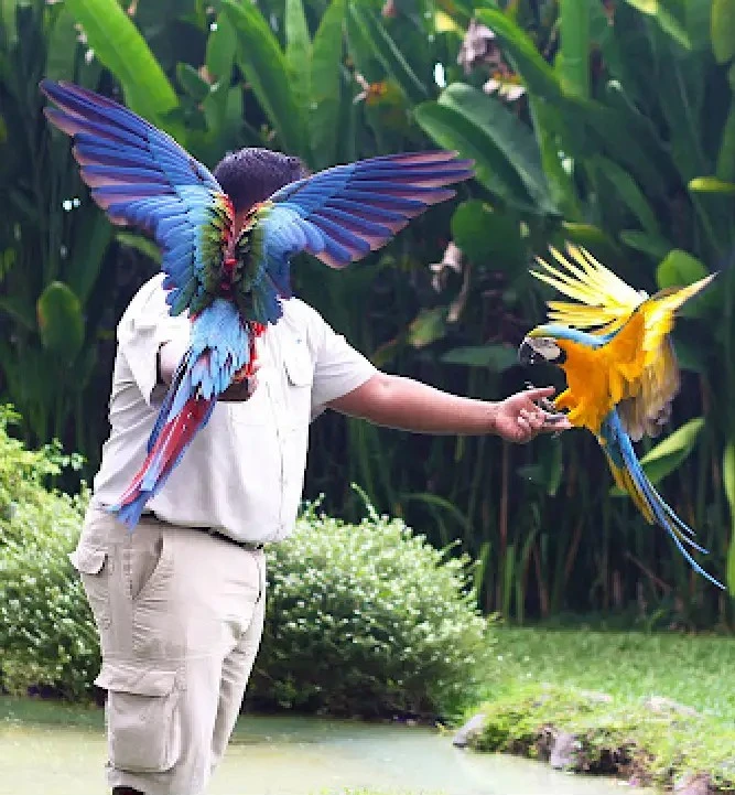 Photo Bali Bird Park by Monikk