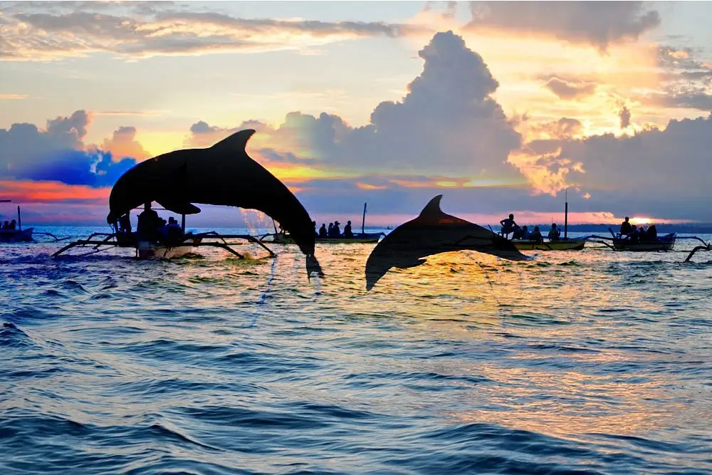 Photo Dolphin Watching by dynamic-media-cdn.tripadvisor