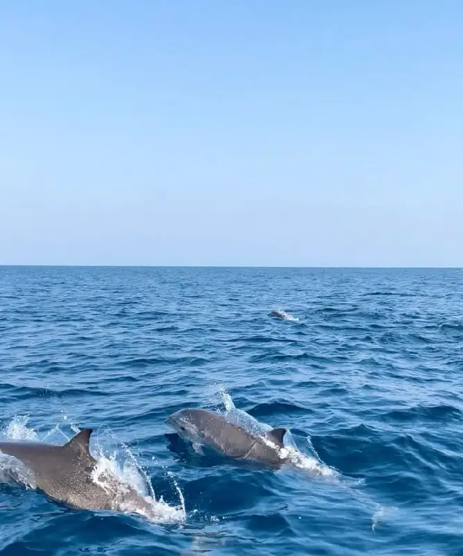 Photo Dolphin by Miisa Hellevaara