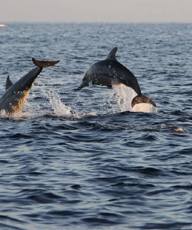 Photo Dolphin by TourScanner