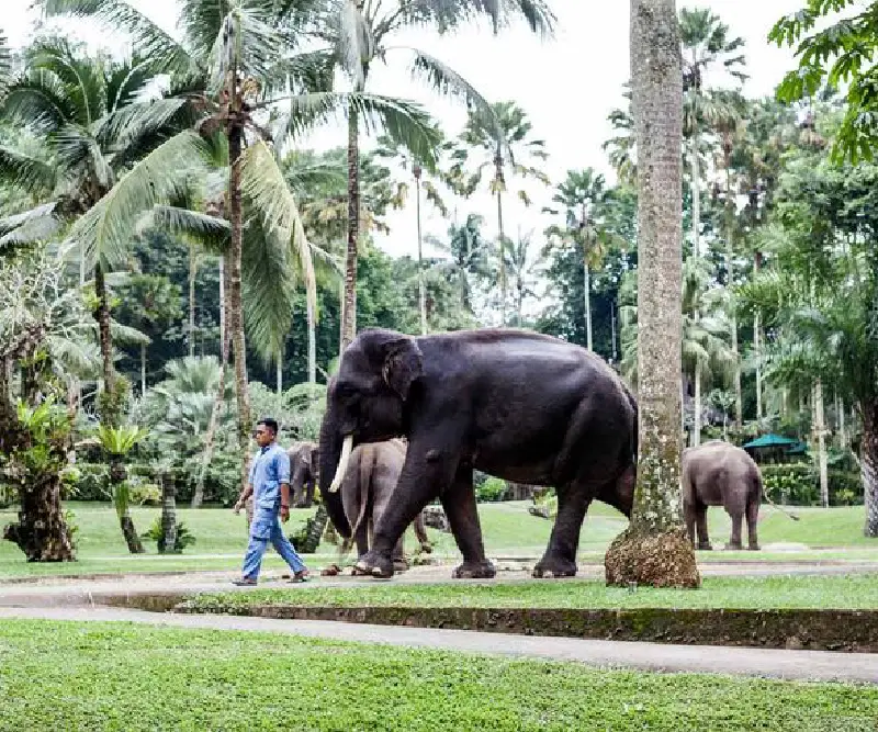 Photo Elephant Safari & Night Safari by BALI INTERIORS - Mason Elephant Park & Lodge