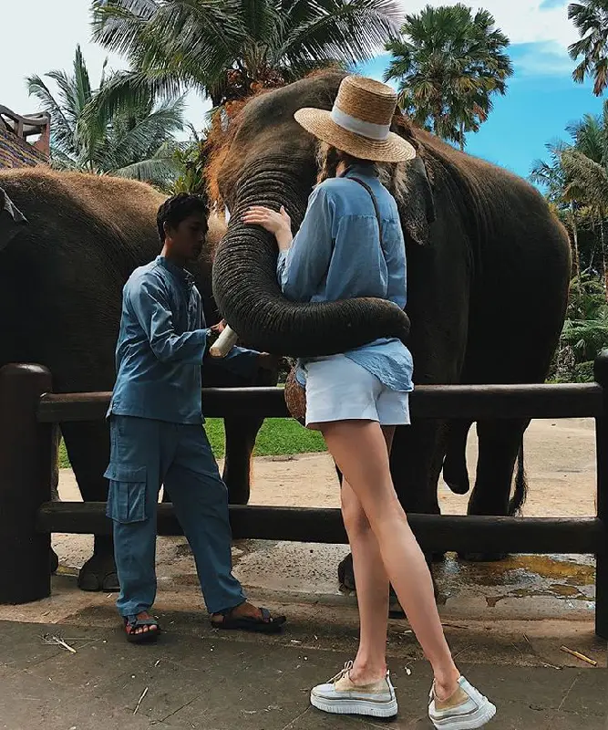 Photo Mason Elephant by download