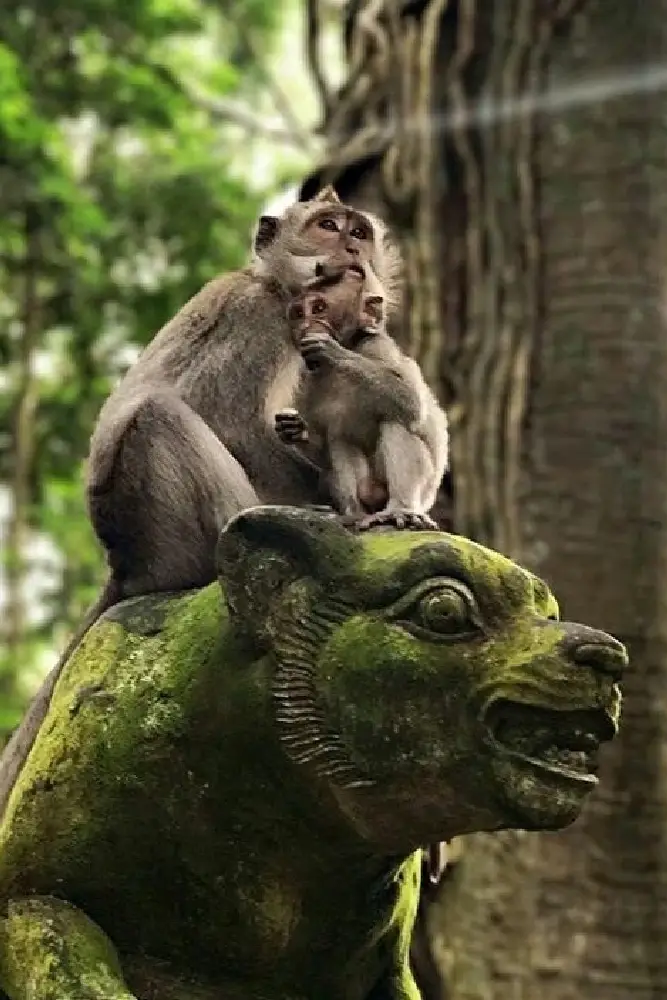 Photo Monkey Forest by The Camakila