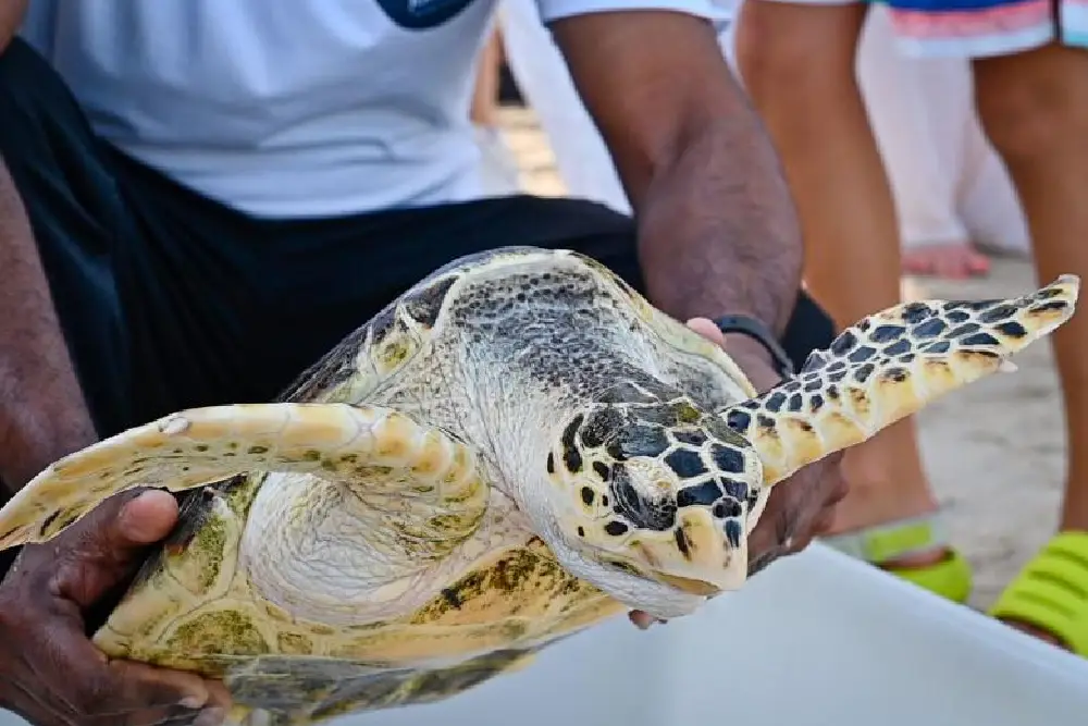 Photo Sea Turtle Conservation by gnarlytroop.org