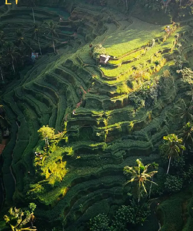 Photo Subak System by Exotic Voyages - Bali rice terraces
