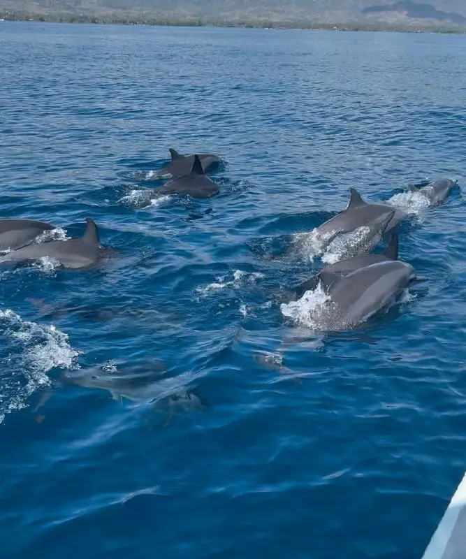 Photo Sunrise Dolphin-Watching by Marie 🌺🐚🌴🌞