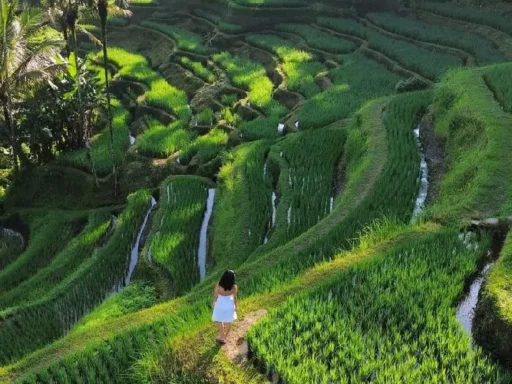 Photo Rice Terraces & the Subak System by Bali Destinasi - Bali rice terraces