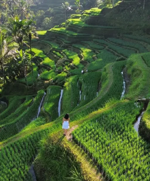 Photo Rice Terraces & the Subak System by Bali Destinasi - Bali rice terraces