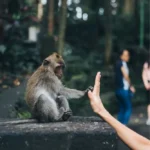 Photo by Lydia Van Alsenoy - Animal Encounters in Bali