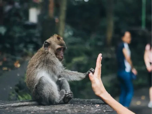 Photo by Lydia Van Alsenoy - Animal Encounters in Bali