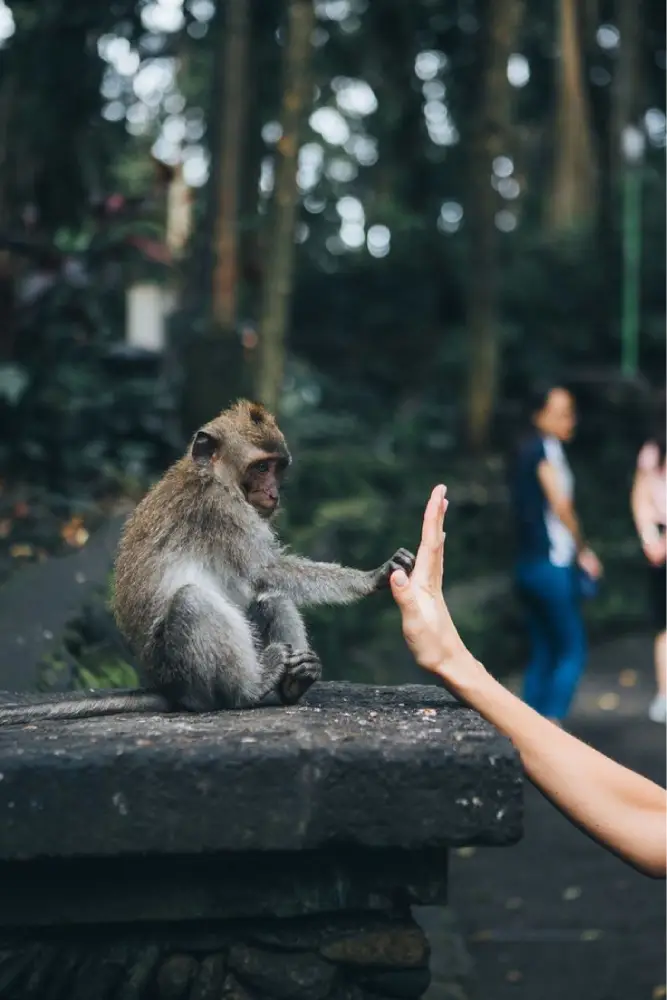 Photo by Lydia Van Alsenoy - Animal Encounters in Bali